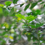 Leaves of another plant