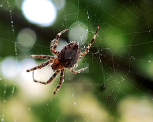 Spider