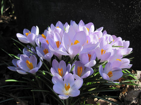 crocus