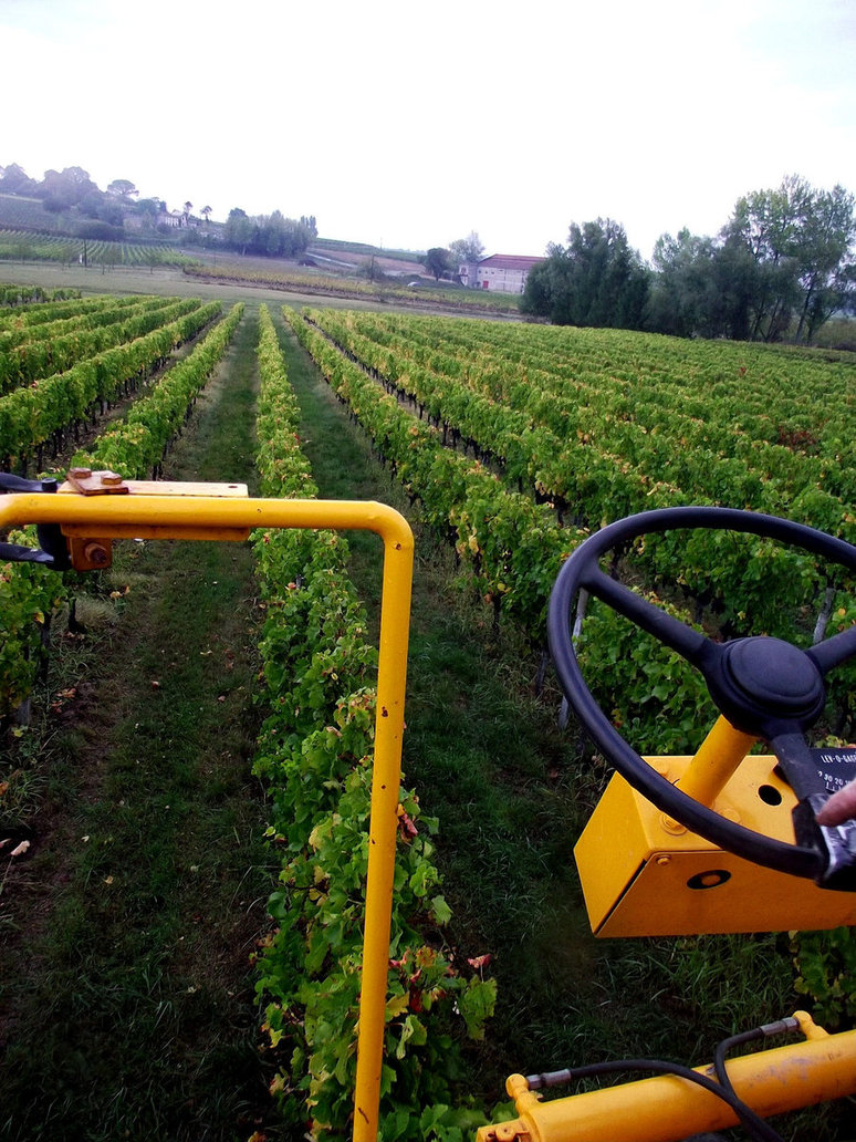 grape picking