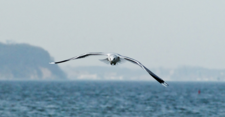 Bird At The Sea No.2