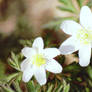 Forrest Anemone