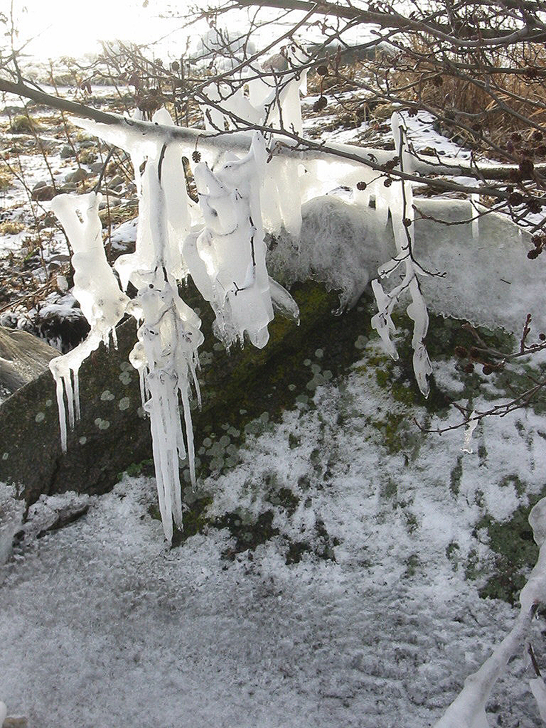 icy tree