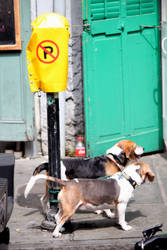 Dog Parking