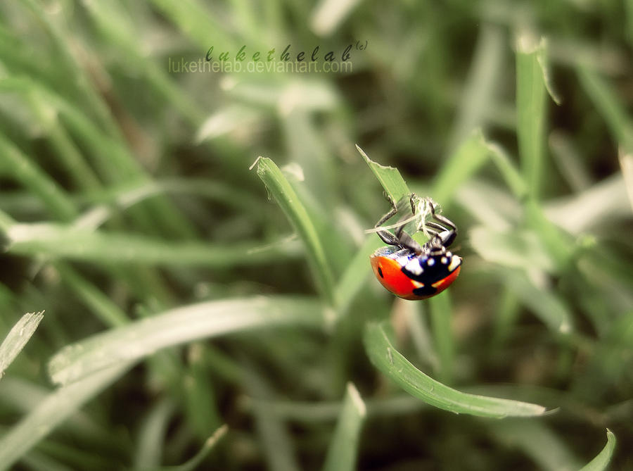 Ladybug Inverted Upside Down Ladybug by LuketheLab on DeviantArt