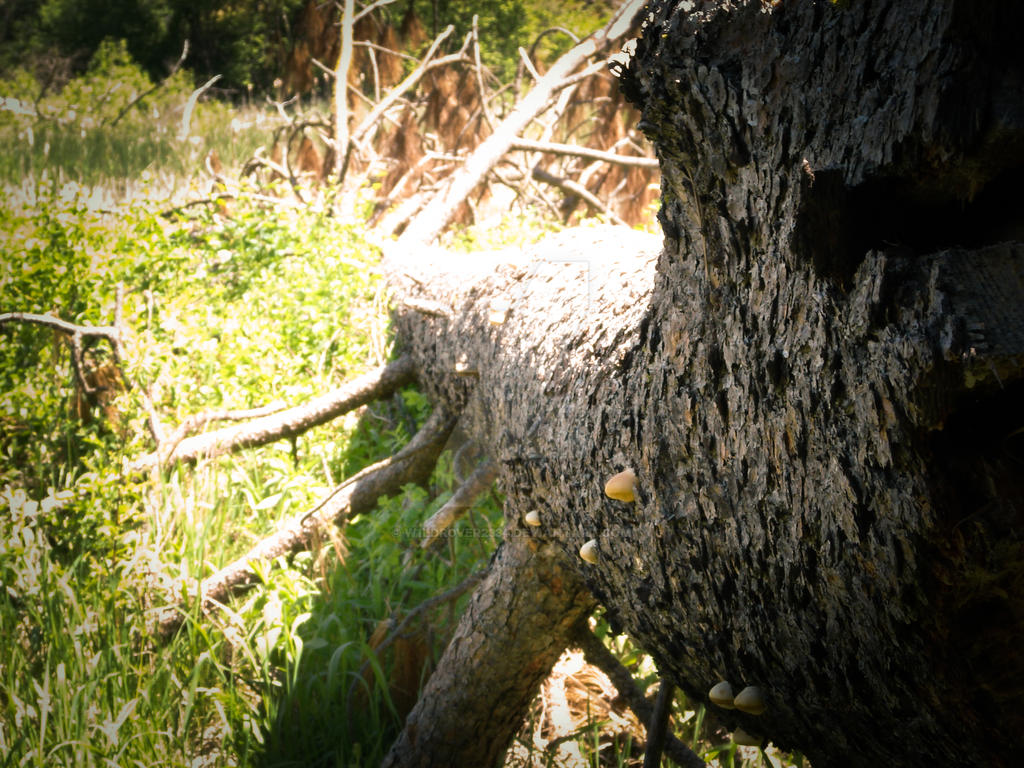 Toadstool tree by w1ldr0ver2334 on DeviantArt