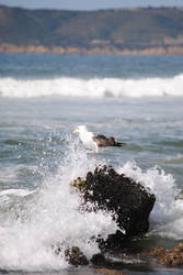 Seagull on the Rocks