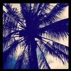 Palm Tree