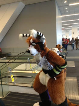 Anthrocon 2014: ??? Red Panda