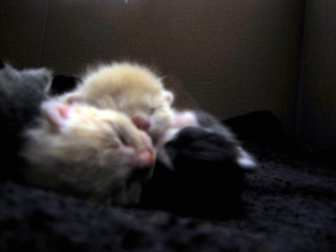 Sleeping kittys