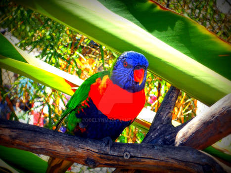 lorikeet