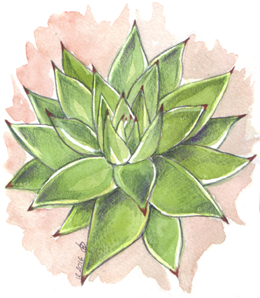 Succulente-for-isa