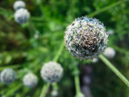 les boules