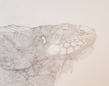 Iguana 