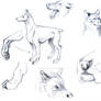 Dog study