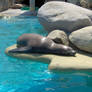 Marineland seal 2