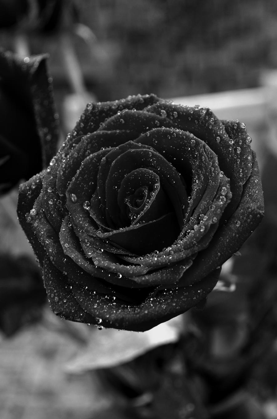 Black rose.