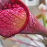 Pitcher Plant