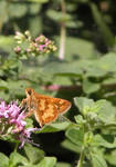 Yellow-brown Butterfly by AngusMacRath