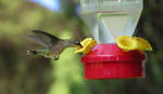 Hummingbird, Female 2 by AngusMacRath