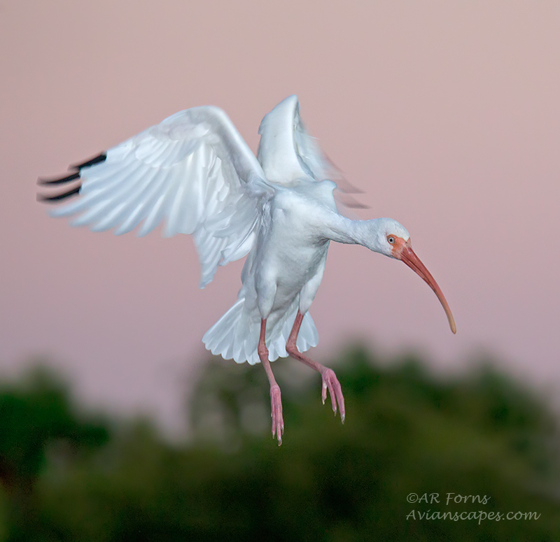 Landing Ibis