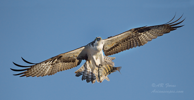 Osprey with meal