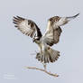 Osprey with building material
