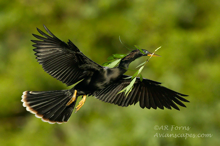 Anhinga