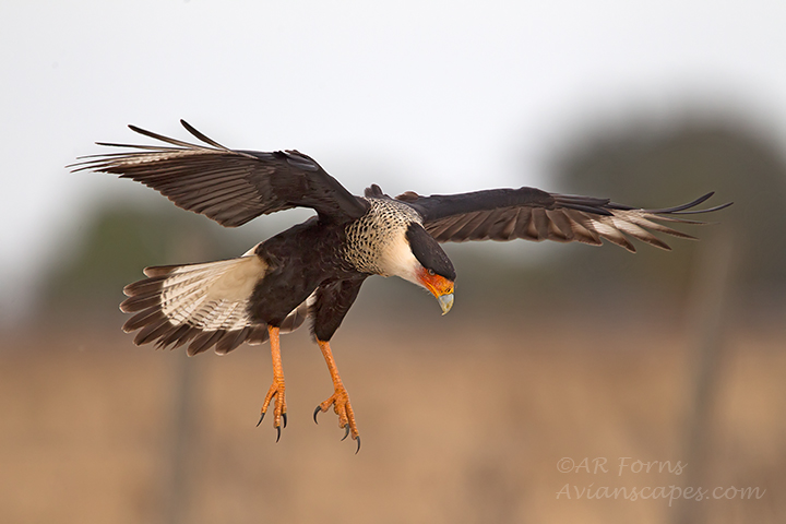 Crested Caracara landing