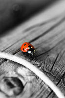 Alone Lady Bug