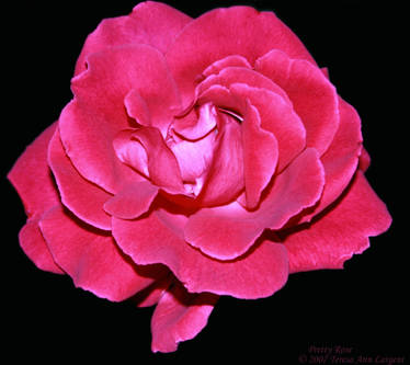 Pretty Rose - Black Background