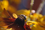 Sunset on the flower by LissiKete