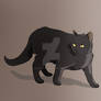 Black Cat