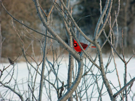 High Cardinal