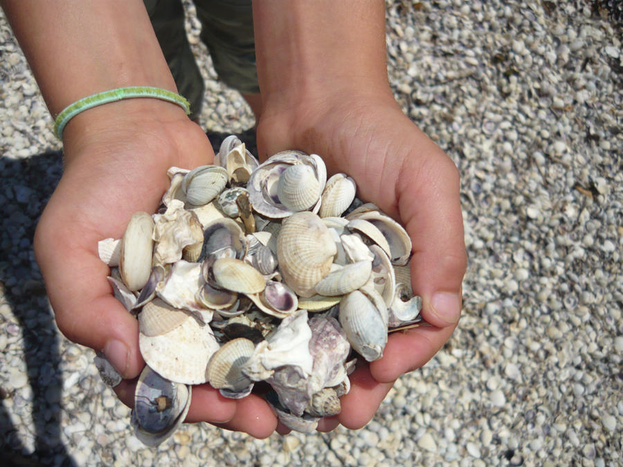 hand of shells by harlowspark on DeviantArt