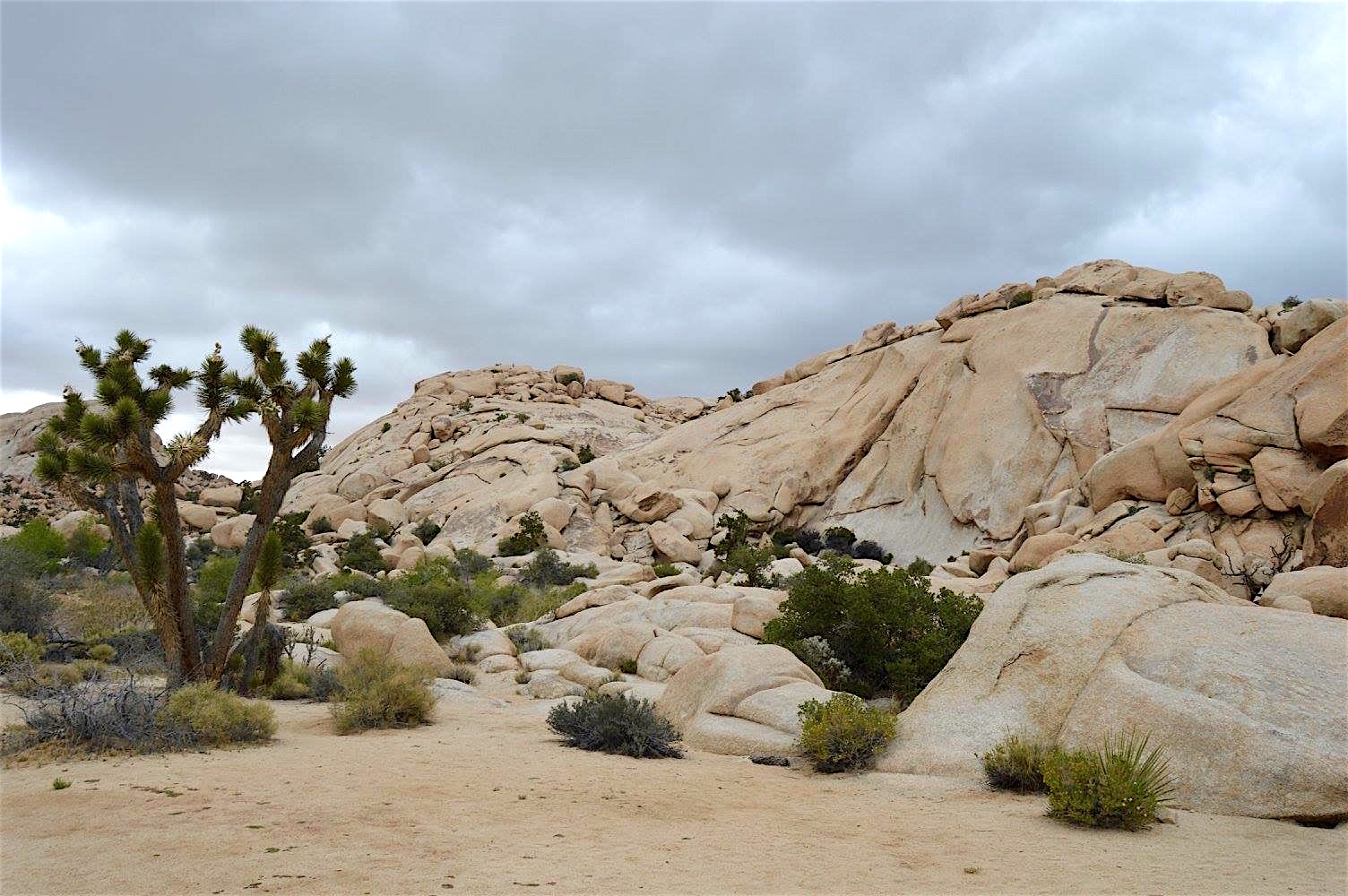 Joshua Tree