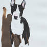 bullterrier