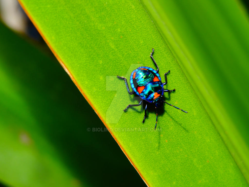 shiny bugs 2 by biolino on DeviantArt