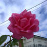 Pink rose