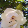 White flower, little bee