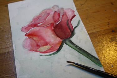 Watercolour rose