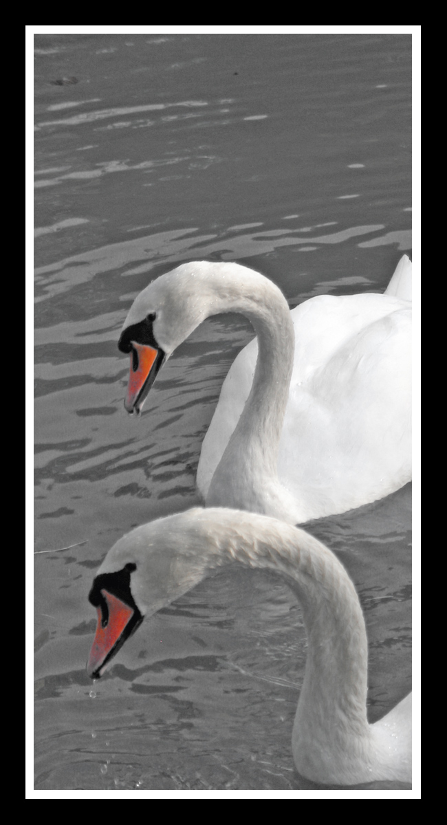 Cooperative Swans
