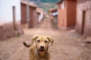 Peruvian Doge