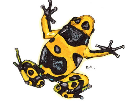 Bumblebee Frog