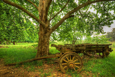 Cart under the tree.