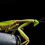 Praying Mantis 2