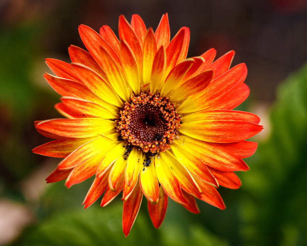 Deah Flower Day 350: Bright Flower by deathRS5 on DeviantArt