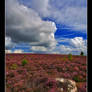 Heather at Brimham Rocks