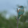 European Roller