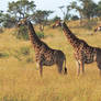 A Tower of Giraffes